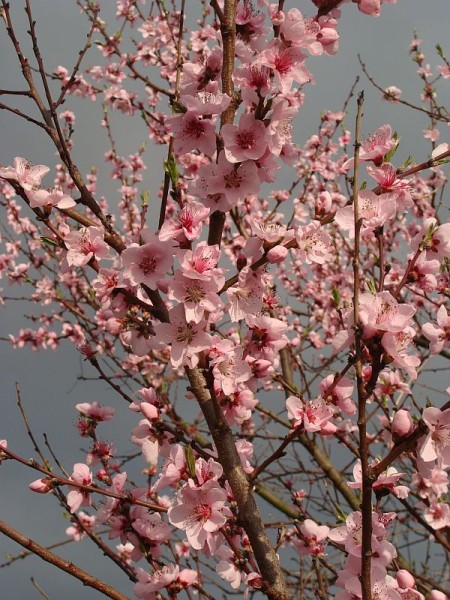 Prunus persica, Foto vom 11. April (© Spender 55)