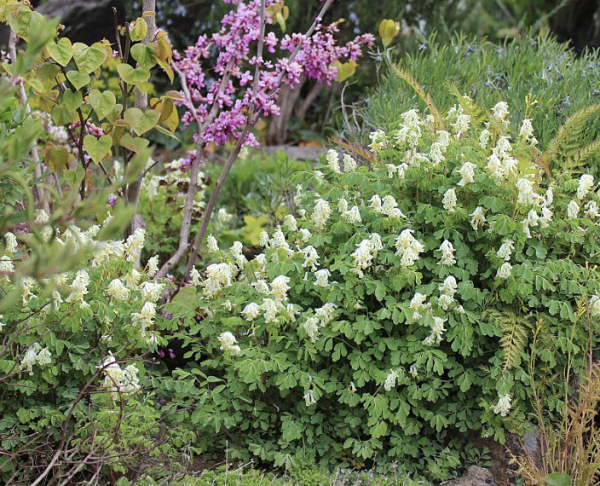 Pseudo-fumaria alba, Foto vom 21. Februar (© Spender 55)