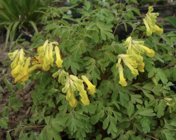 Pseudo-fumaria lutea, Foto vom 6. Mai (© Spender 55)