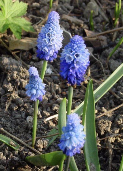 Pseudomuscari azureum, Foto vom 10. April (© Spender 419)