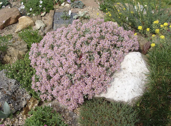 Hormatophylla spinosa, Foto vom 29. April (© Spender 55)