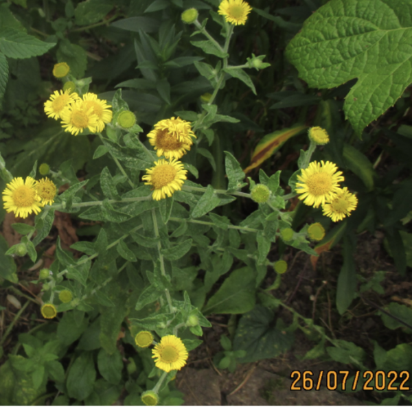 Pulicaria dysenterica (© Spender 240)