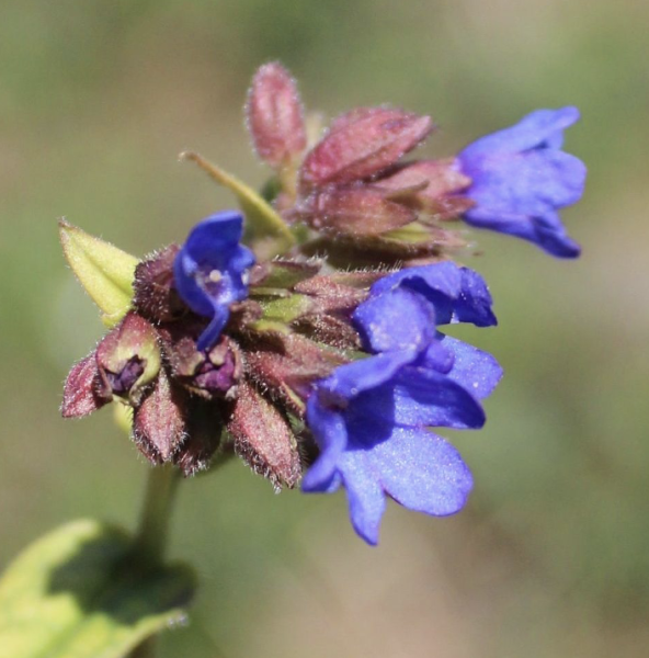 Pulmonaria angustifolia, Foto vom 4. April (© Spender 55)