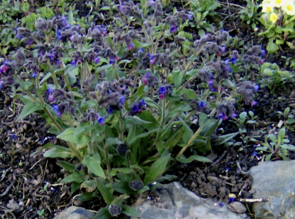 Pulmonaria officinalis agg., Foto vom 7. März (© Spender 240)