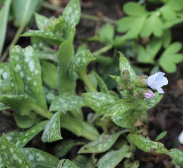 Pulmonaria saccharata, Foto vom 12. April (© Spender 55)