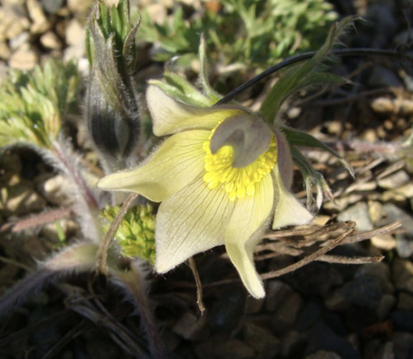 Pulsatilla albana, Foto vom 25. April (© Spender 55)