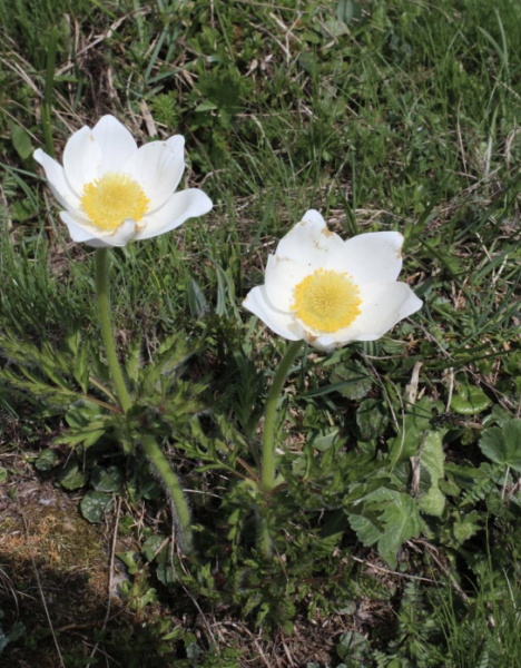Pulsatilla alpina ssp. alpina am Naturstandort, Foto vom 26. Juni (© Spender 55)