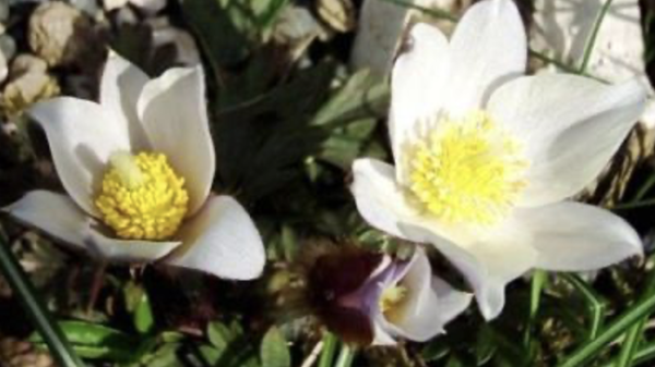 Pulsatilla vernalis, Foto vom 12. April (© Spender 55)