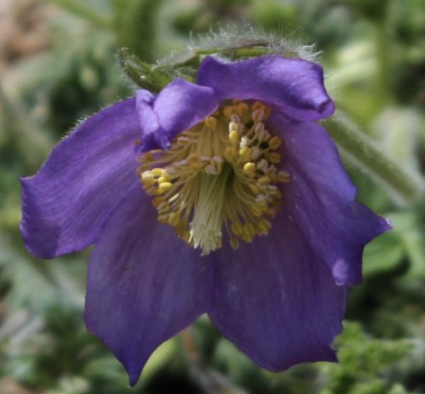 Pulsatilla violacea, Foto vom 22. April (© Spender 55)