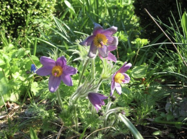 Pulsatilla vulgaris (© Spender 245)