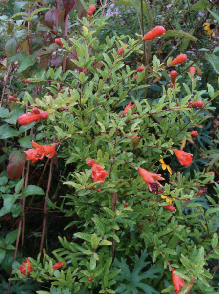 Punica granatum 'Nana', Foto vom 29. September (© Spender 55)