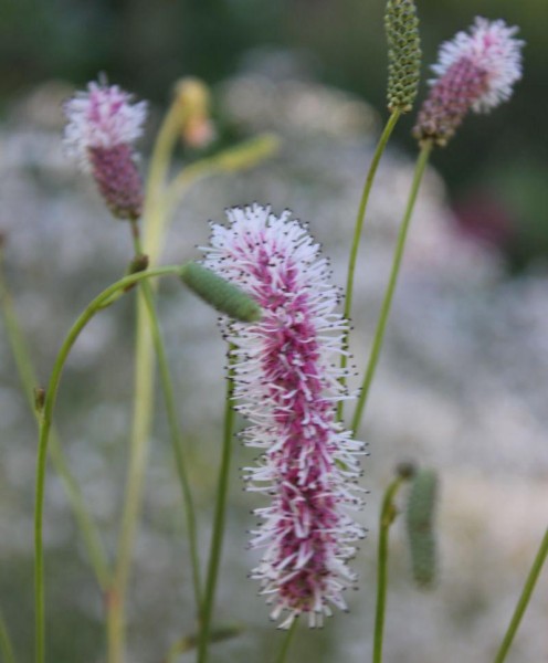Varietät parviflora, Foto vom 30.6. (© Spender 86)