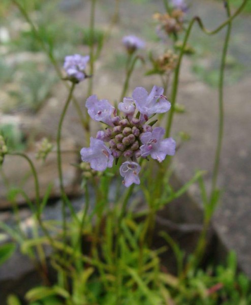 Scabiosa vestina, Foto vom 20.8. (© Spender 55)