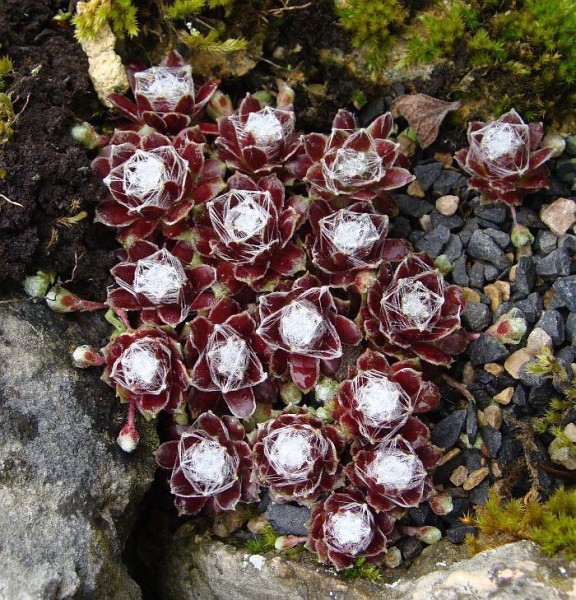 Sempervivum `Rita´,Foto vom 17.6. (© Spender 55)