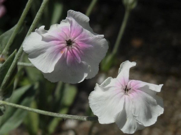 Silene coronaria `Oculata´ (© Spender 52)