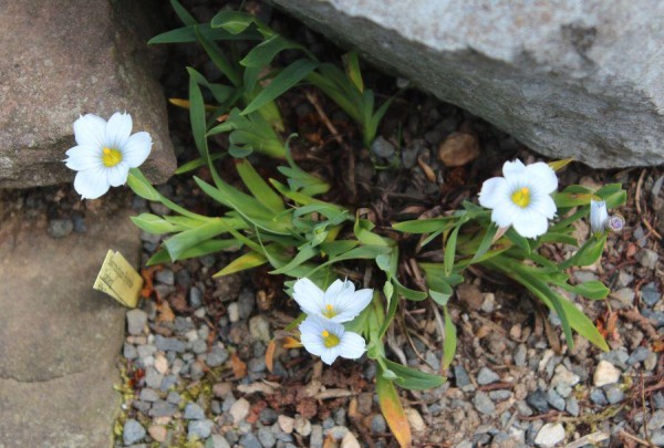 Sisyrinchium 'Iceberg', Foto vom 24.5. (© Spender 55)