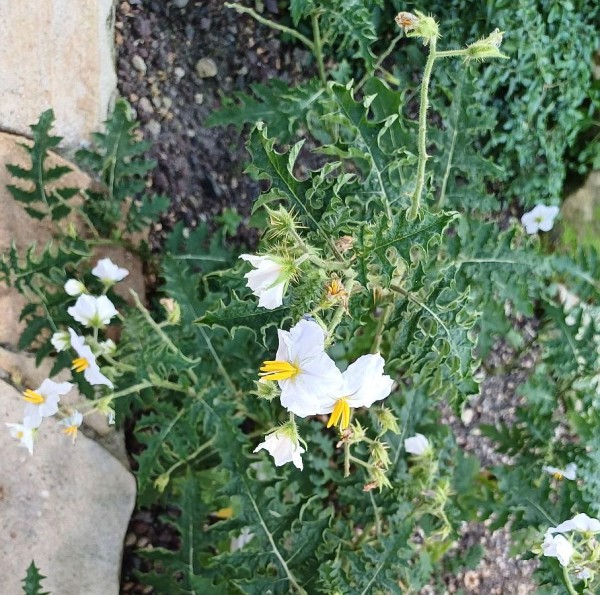 Solanum sisymbriifolium, Foto vom 24.7. (© Spender 55)
