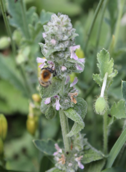 Stachys byzantina, Foto vom 24. Juni (© Spender 86)