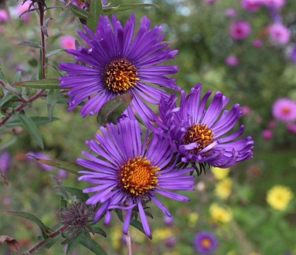 Symphyotrichum novae-angliae 'Violetta', Foto vom 3. Oktober (© Spender 55) 