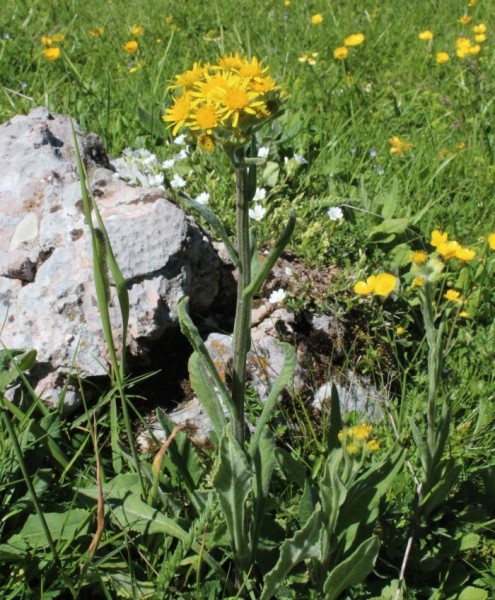 Foto vom 24. Juni, Naturstandort (© Spender 55)