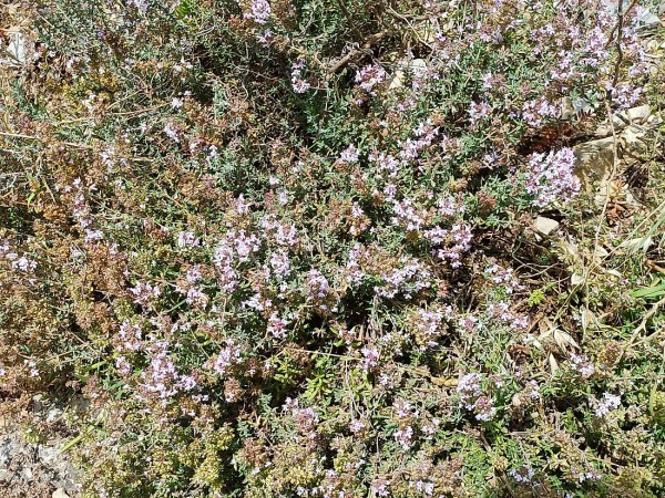 Thymus vulgaris, Foto vom 27.5. (© Spender 55)