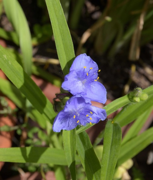 Tradescantia x andersoniana, Foto vom 13.7. (© Spender 253)