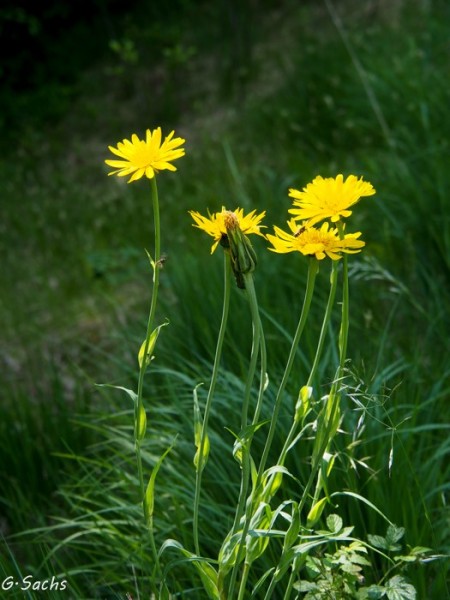 Tragopogon pratensis, Foto vom 2. Juni (© Spender 319)
