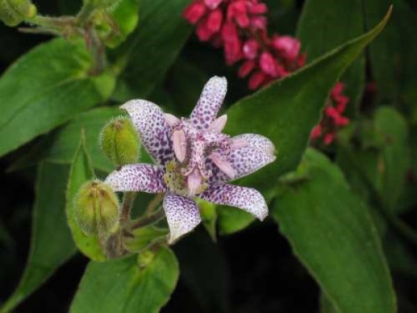 Tricyrtis hirta (© Spender 319)