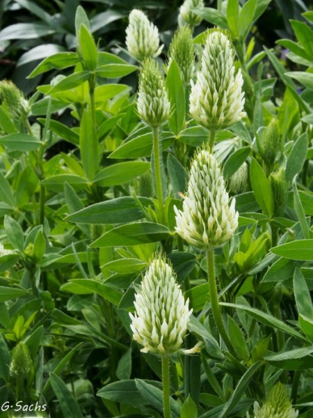Trifolium ochroleucon, Foto vom 8. Juni (© Spender 319)