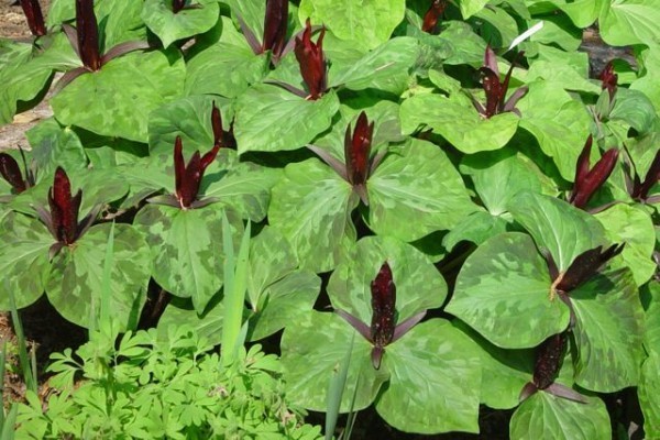Trillium chloropetalum var. rubrum (© Spender 131)