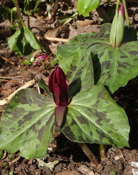 Trillium kurabayashii, Foto vom 22. März (© Spender 55)