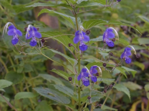 Tripora divaricata, Foto vom 21. September (© Spender 253)