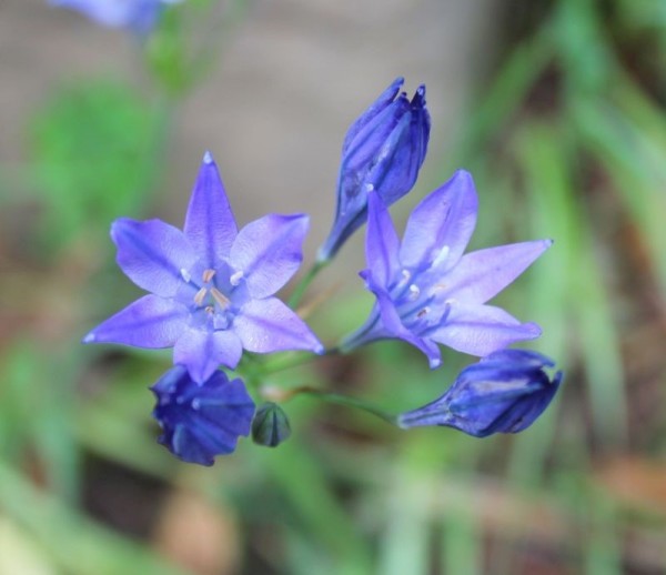 Triteleia laxa, Foto vom 27. Juli (© Spender 55)
