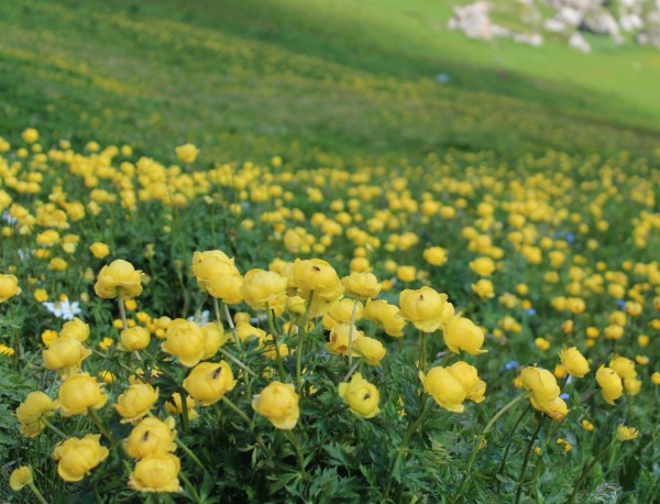 Trollius europaeus in den Dolomiten, Foto vom 2. Juli (© Spender 55)