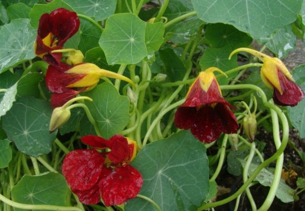 Tropaeolum majus, Foto vom 24. Juni (© Spender 55)
