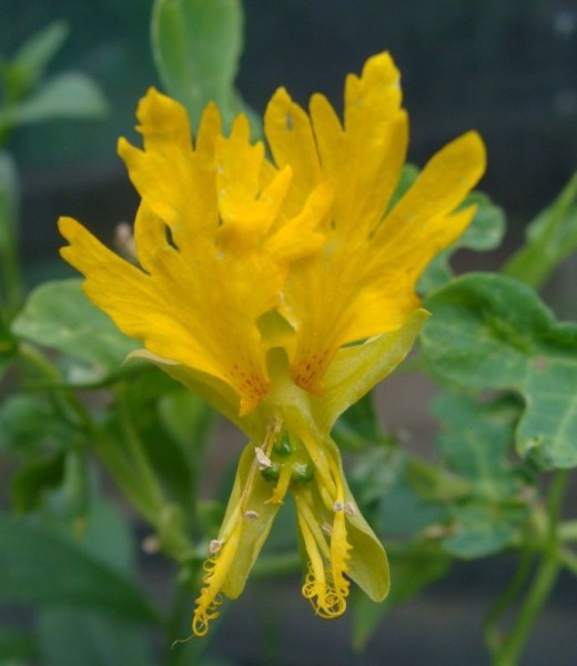 Tropaeolum peregrinum, Foto vom 13. Juli (© Spender 55)