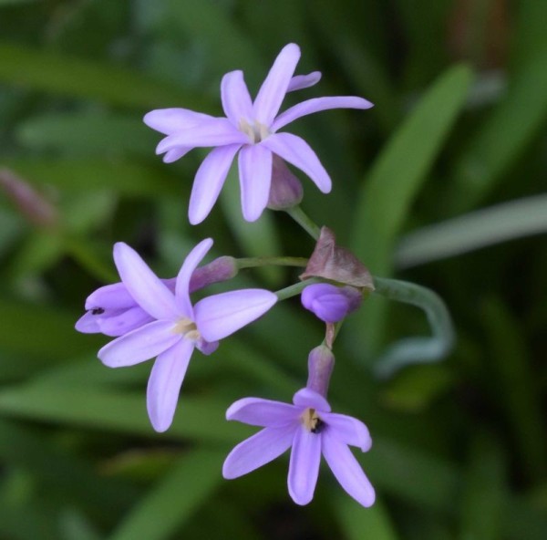 Tulbaghia maritima, Foto vom 27. Juni (© Spender 253)