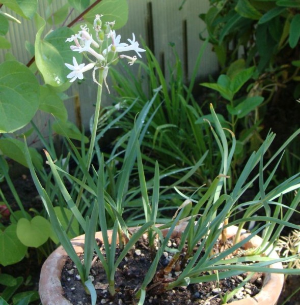 Tulbaghia violacea, Foto vom 23. Juli (© Spender 55)