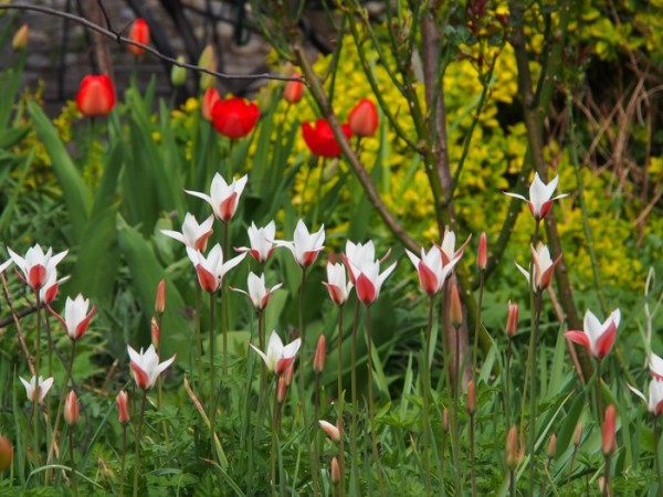 Tulipa clusiana, Foto vom 14. April (© Spender 319)
