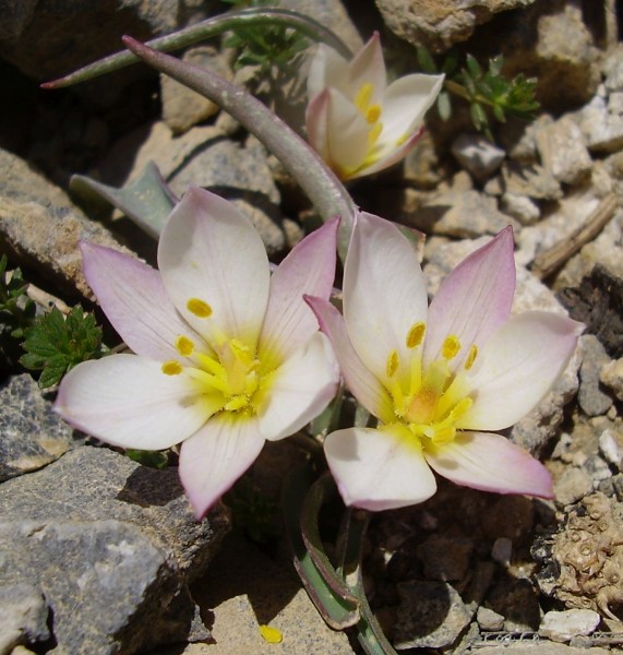 Tulipa cretica am Naturstandort in Kreta; Foto vom 30. April (© Spender 55)