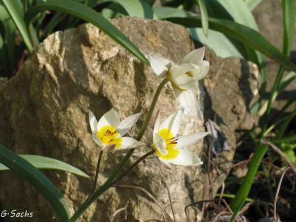 Tulipa turkestanica, Foto vom 5. April (© Spender 319)