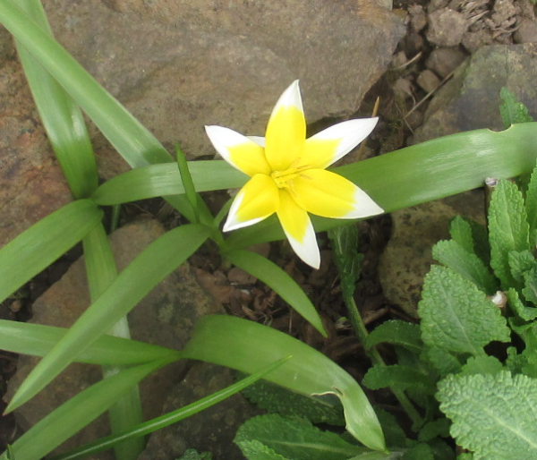 Tulipa urumiensis, Foto vom 12. April (© Spender 240)
