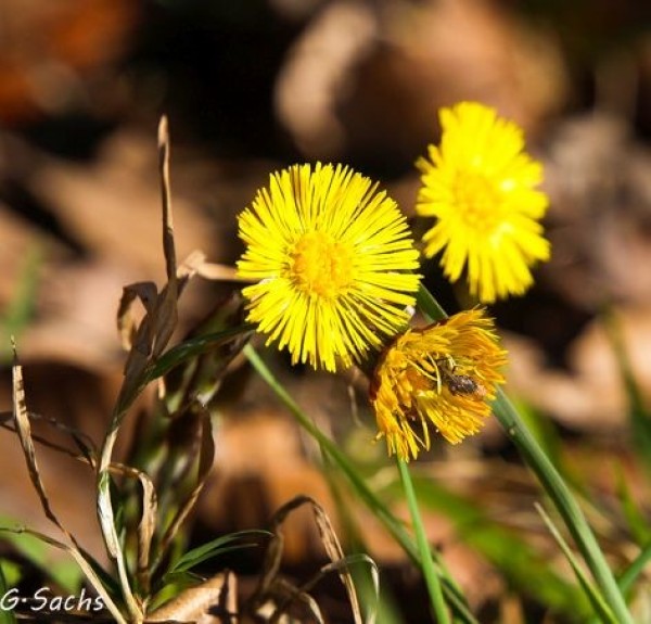 Tussilago farfara, Foto vom 20. März (© Spender 319)