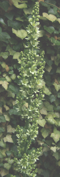 Veratrum album ssp. lobelianum, Foto vom 14.7. (© Spender 240)