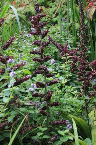 Veratrum nigrum, Foto vom 15.8. (© Spender 311)