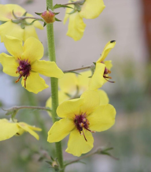 Verbascum blattaria , Foto vom 14.6. (© Spender 86)