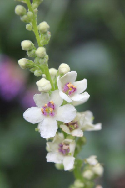 Verbascum chaixii 'Album', Foto vom 27.8. (© Spender 86)