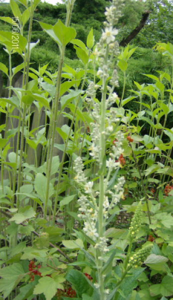 Verbascum lychnitis, Foto vom 15.6. (© Spender 240)