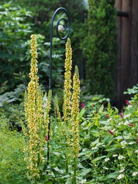 Verbascum nigrum (© Spender 319)