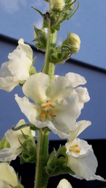 Verbascum phlomoides, Foto vom 11.6. (© Spender 86)